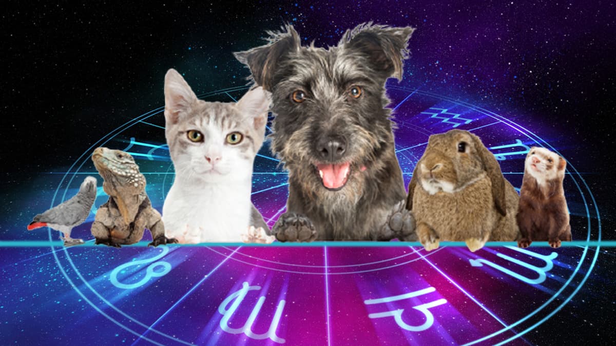 Así como cada signo del Zodiaco tiene su propia personalidad, también eso ayuda a determinar con qué animales se llevan mejor - y con cuáles mejor no hay que juntarlos.