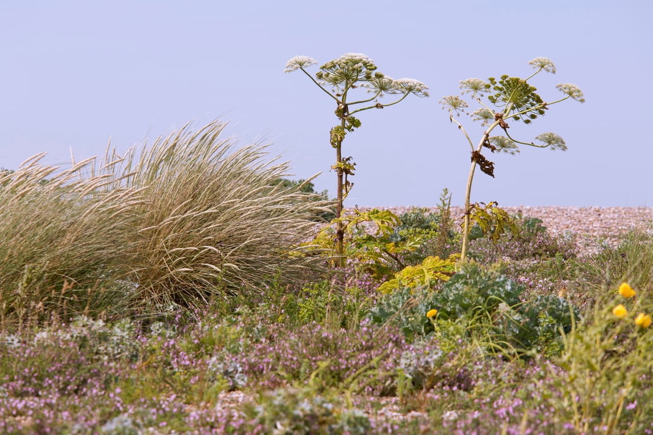 La presencia del perejil gigante ya se había reportado en estados como Maine, Massachusetts, Connecticut, Nueva York, Pennsylvania, Michigan, Illinois, Carolina del Norte, el estado de Washington y Oregon, pero nadie sabía que la plaga también había llegado a Virginia.