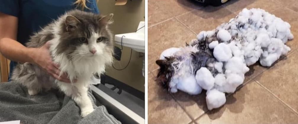 La sorprendente recuperación de Fluffy, el gato al que sus dueños encontraron congelado bajo la nieve