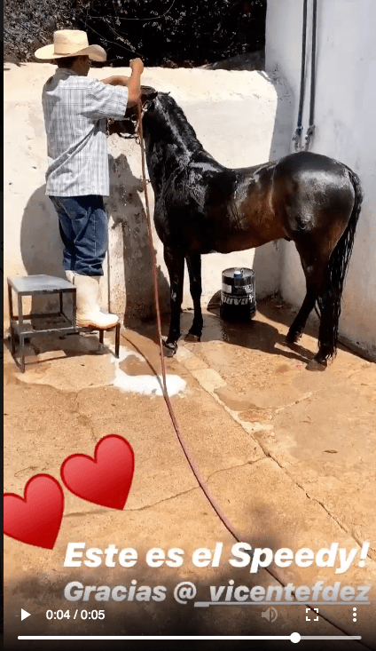 La semana pasada, Ángela Aguilar presumió, a través de sus redes sociales, a 
<b>'Speedy', como bautizó al caballo que le regaló Vicente Fernández</b>. Además, la joven volvió a darle las gracias y esta vez públicamente.