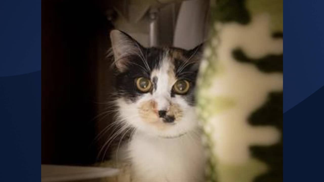 Nombre: SAHARA
<br>Se estima que tendrá unos 5 años. Para obtener más información sobre este pequeña, 
<a href="https://apps.pets.maricopa.gov/adoptablepets/DetailPage.aspx?RecordLocator=A4570691" target="_blank">haga clic aquí. </a>
