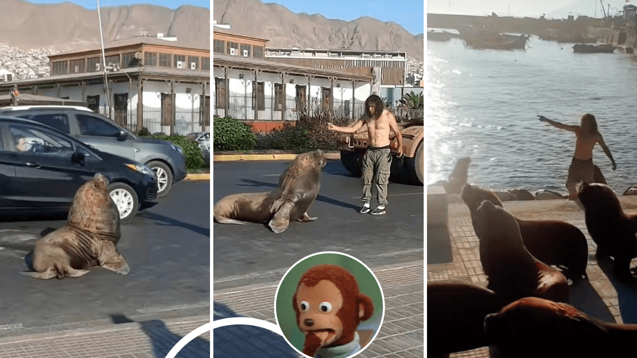 ¿Ya tenemos un Aquaman latino? Así logró este hombre 'domar' a una manada de lobos marinos