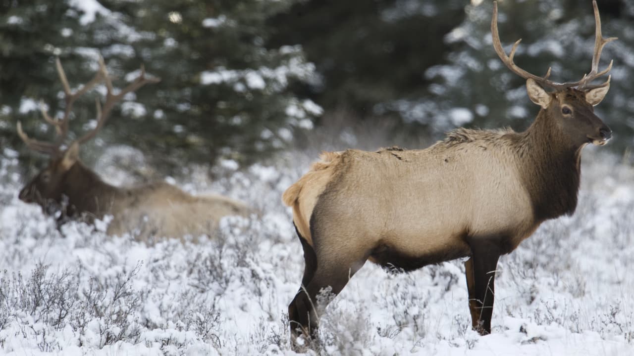 Utah aprueba la emisión de número ilimitado de permisos para cacería de alces machos