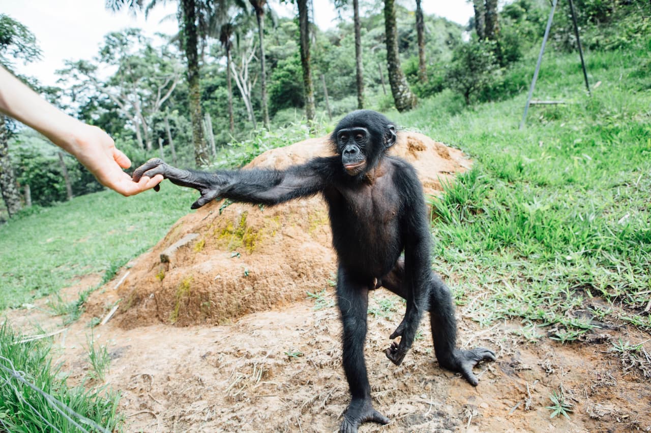 A pesar de esta cercanía genética, aún hay muchas cosas que desconocemos de estos animales, considerados unas de las criaturas más pacíficas del planeta. 
<br>