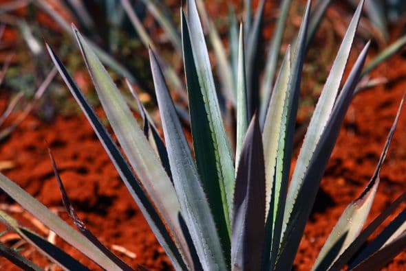 Sin embargo, Orendain explicó que aún así la industria tequilera tiene un potencial enorme para seguir creciendo y penetrando en el "exigente y refinado mercado de consumidores".