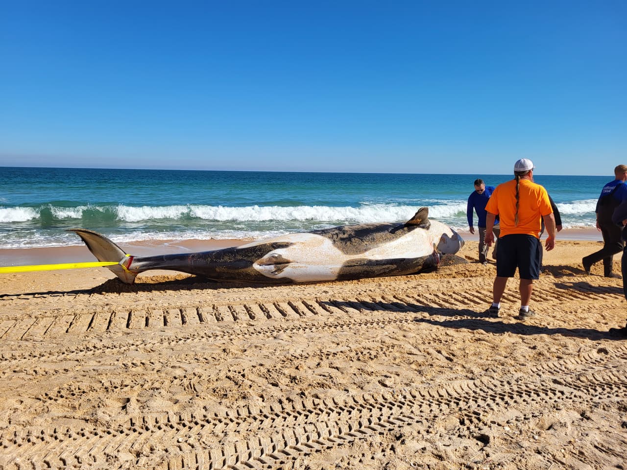 La ballena asesina de más de 7,000 libras de peso y 21 pies de largo fue localizada la mañana del 11 de enero al sur de Jungle Hut Park en Palm Coast, de acuerdo con informes iniciales del Alguacil del condado Flagler. La Administración Nacional Oceánica y Atmosférica señaló a través de un comunicado que la ballena era una hembra de edad adulta y que no tenía algún indicio de interacción con humanos o golpes, además se detectaron algunos "signos de enfermedades". Los detalles de la causa de la muerte de la ballena asesina que apareció en la costa de Florida serán dados a conocer una vez que se concluya la necropsia y los estudios de laboratorios correspondientes.