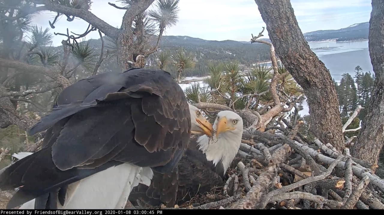 Esperamos que Jackie y Shadow permanezcan unidos por muchos años más. Si quieres colaborar con esta hermosa iniciativa para la preservación de la vida salvaje, únete a
<b><a href="https://friendsofbigbearvalley.org/donate/" target="_blank">Friends of Big Bear Valley</a>. </b>