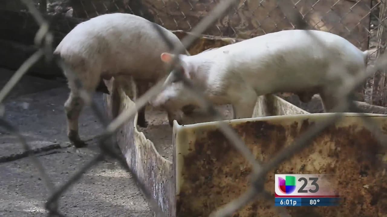 Arrestan a dos por matadero ilegal en Miami Dade