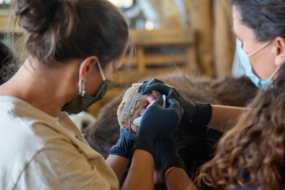 La piel de tilapia se ha usado para tratar a quemaduras en otros animales, como los leones de montaña.