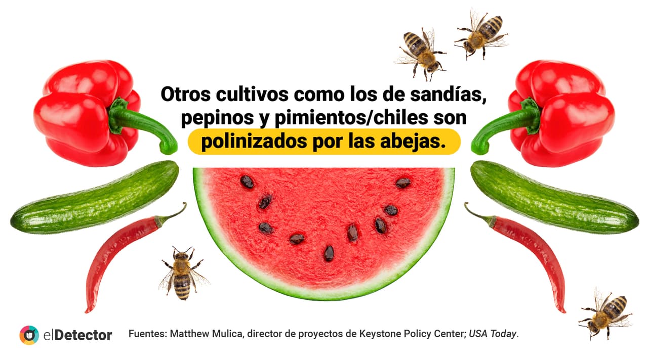 <a href="https://www.univision.com/noticias/diamundialabejas-no-evidencias-humanidad-acaba-4-anos-si-desaparecen-abejas-pero-mundo-si-cambiaria" target="_blank">Lee aquí</a> la verificación completa de
<b> elDetector.</b>