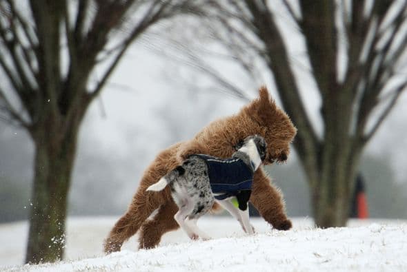 Dos mascotas juegan en un parque de Nueva York.