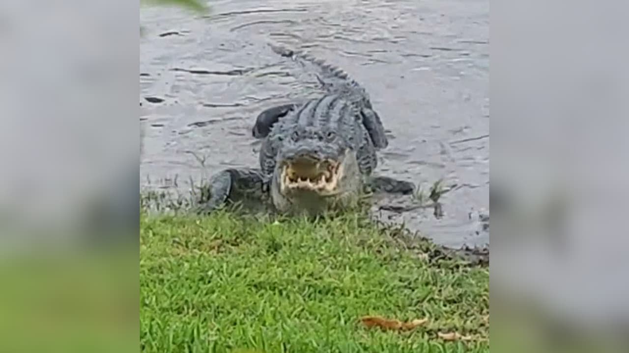 Curioso caimán prefiere mangos en lugar de presas en Weston