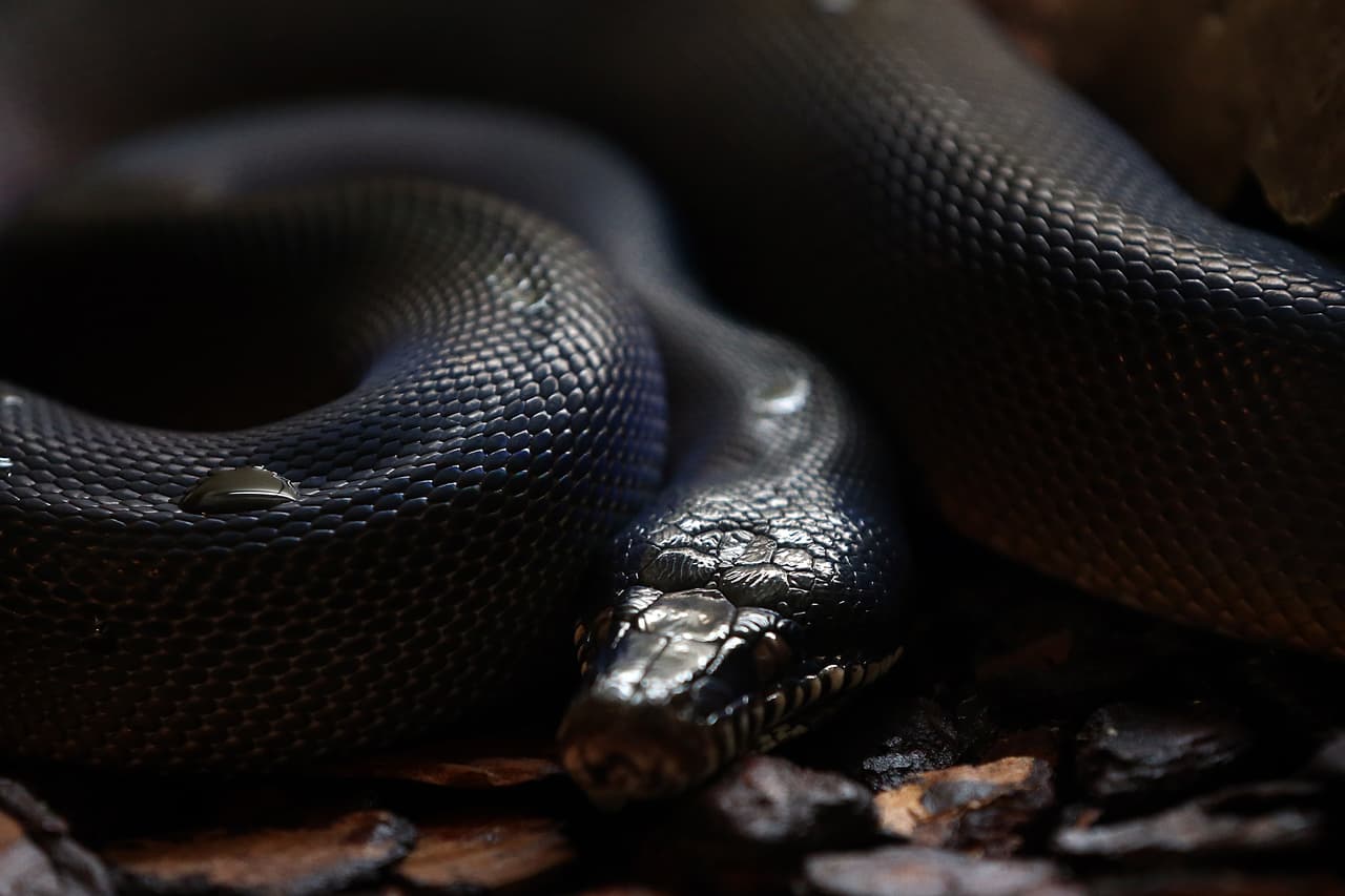 ¿Puedes imaginar lo que esta pitón de Nueva Guinea vivió?