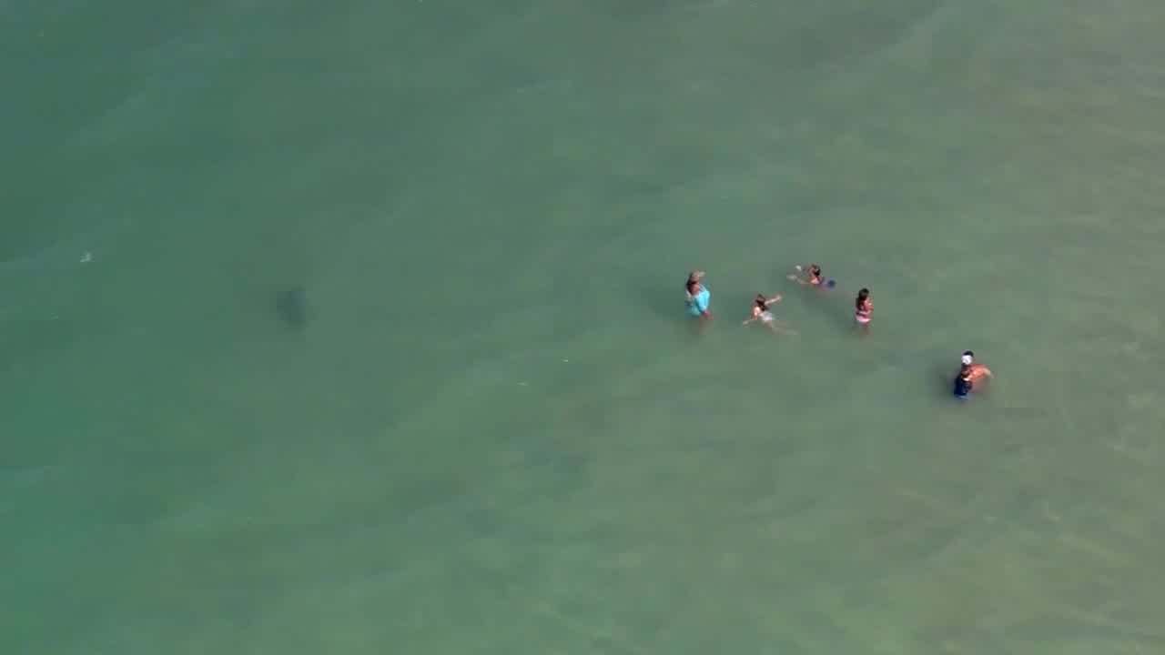 Niña de 9 años es atacada por un tiburón en Florida