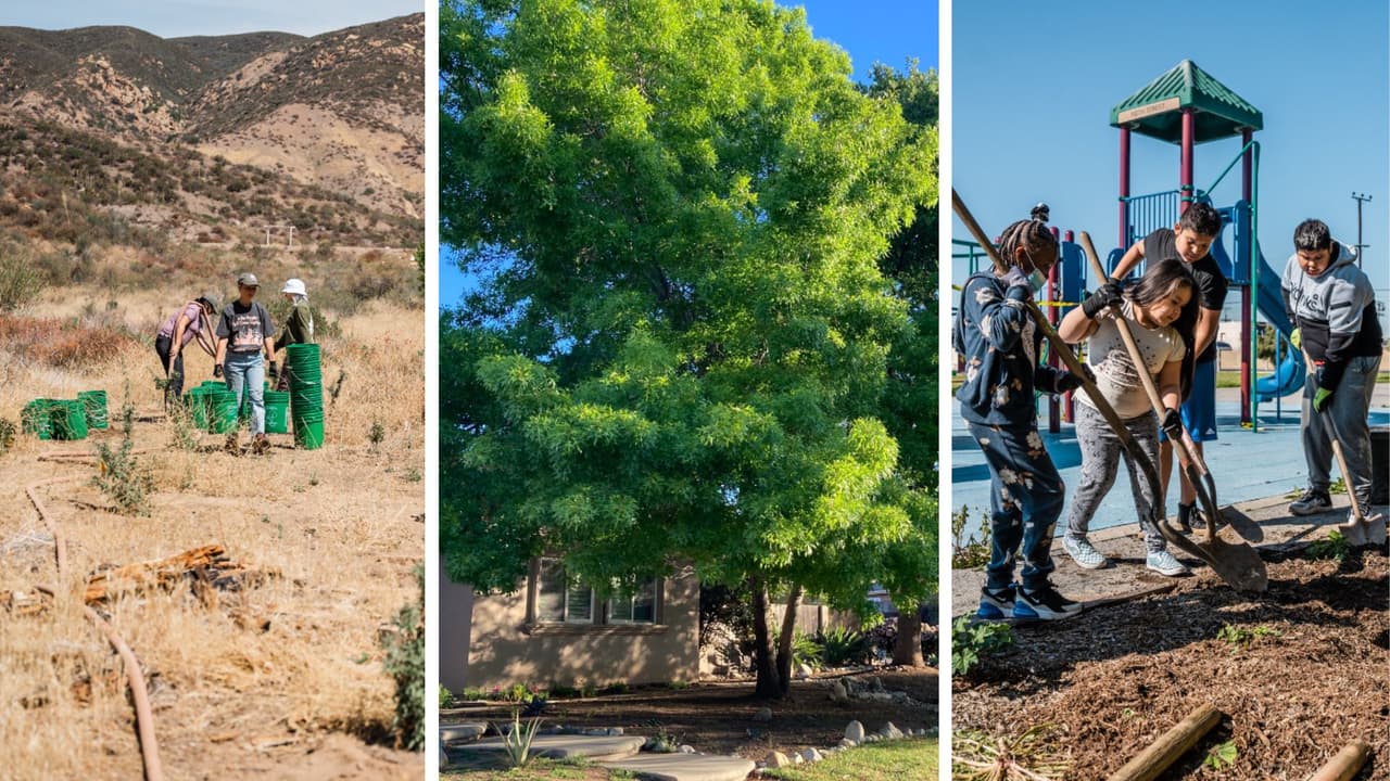 ¿Necesitan más árboles  y plantas en tu vecindario o escuela? Tree People puede ayudar a refrescar tu comunidad