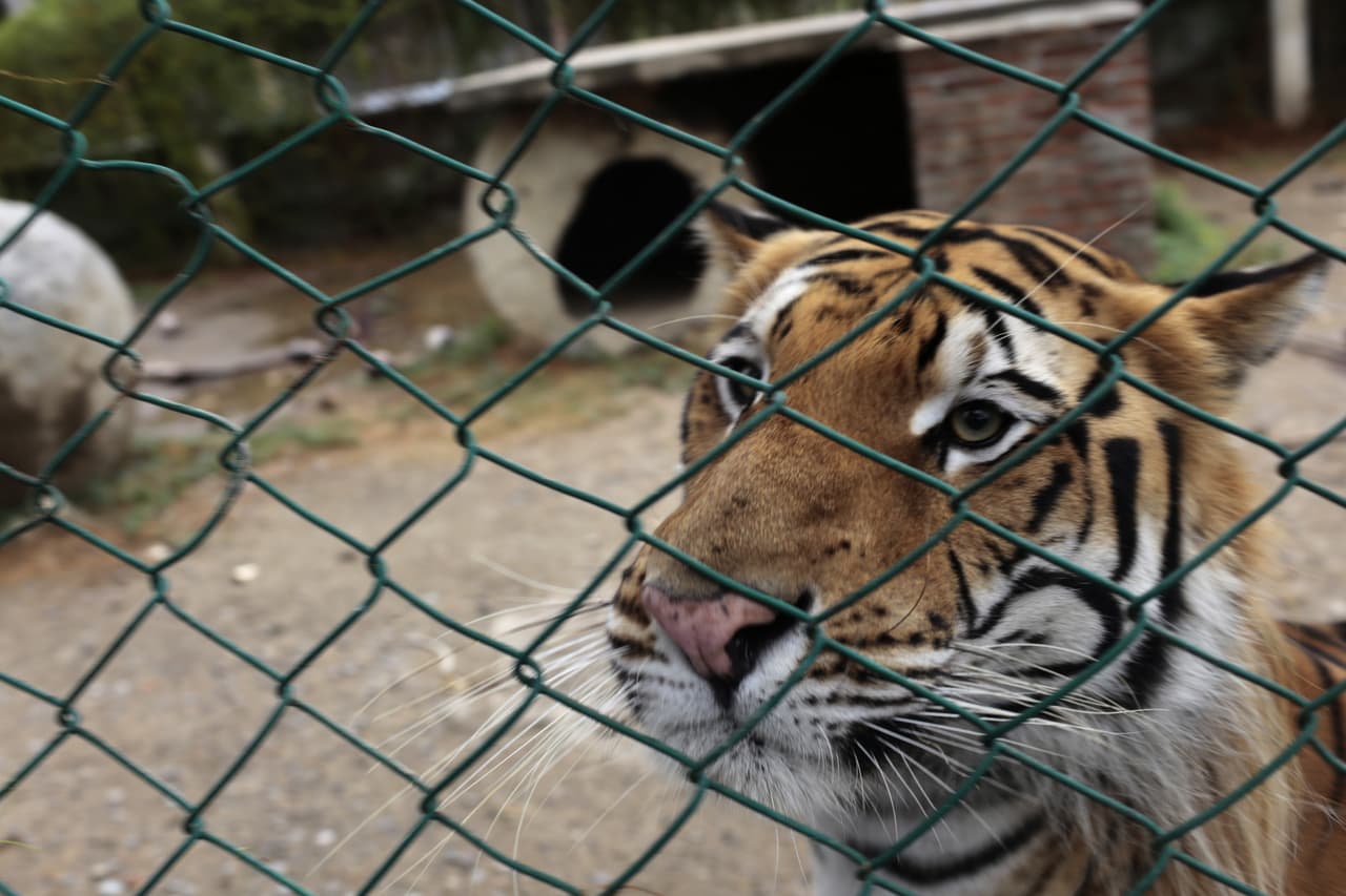 Lleva 22 días desaparecido un tigre en Guerrero