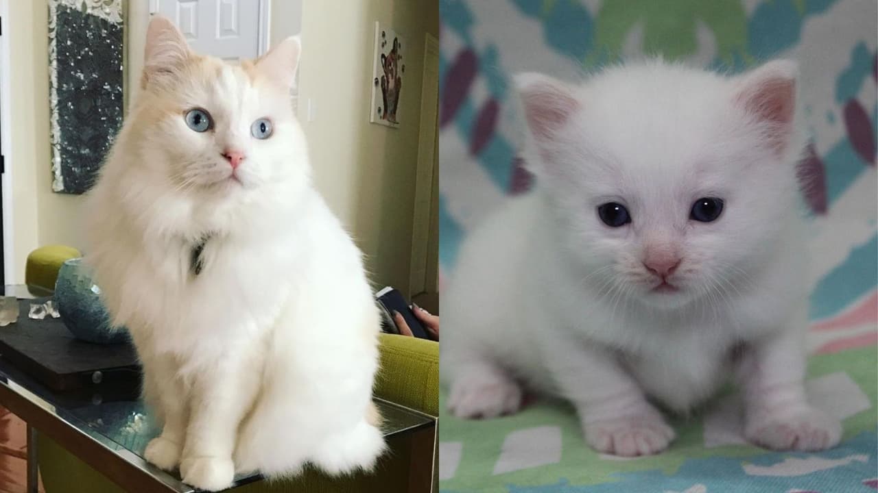 Tras la muerte de Chai, su dueña la clonó y ahora cuida de su copia genética llamada Belle.