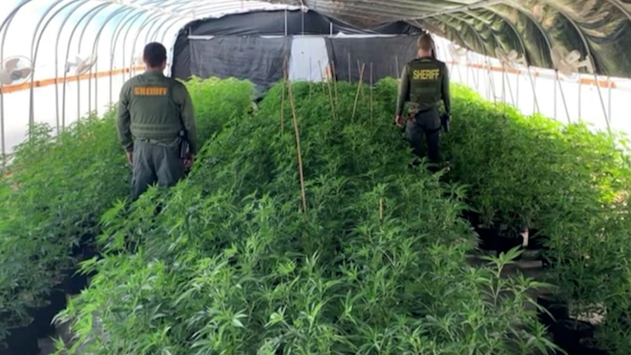 El masivo sembradío subterráneo tenía entrada camuflada en un contenedor. El hallazgo es el más grande en la historia del condado de San Bernardino. Tenía 14,000 pies cuadrados, estaba ubicado 15 pies bajo tierra y había más de 6,000 plantas de marihuana. Once ciudadanos chinos fueron señalados como responsables.