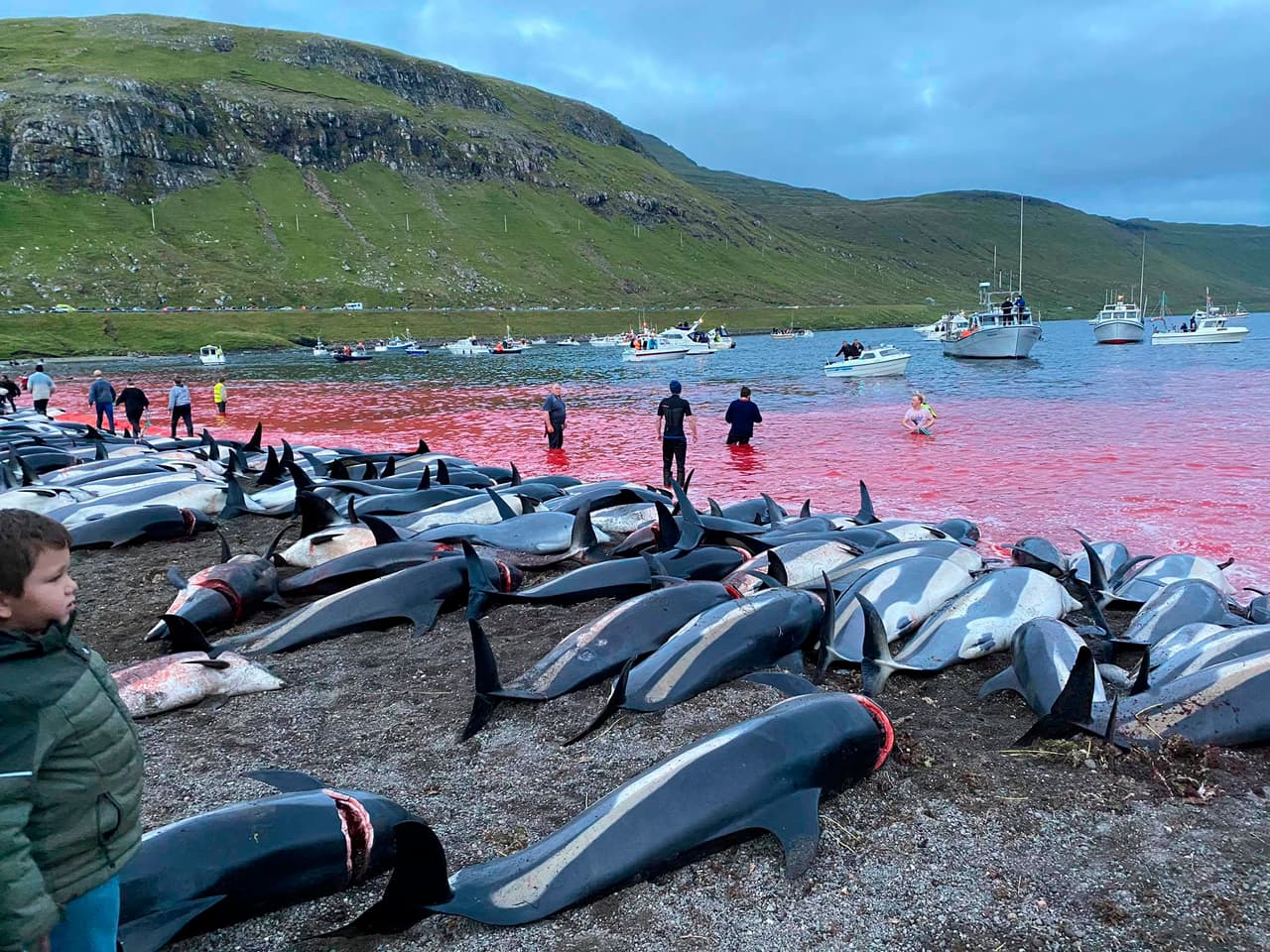 Indignación por matanza de delfines: a cuchillo sacrificaron a 1,428 ejemplares