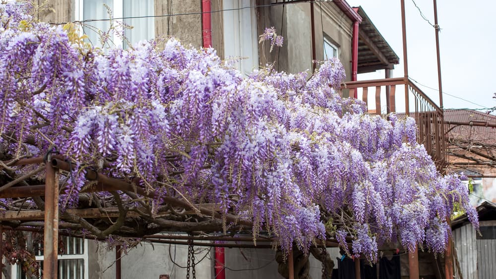 En la naturaleza tenemos otros elementos vegetales favorecedores para Piscis, como son las hermosas flores de glicinas (o wisteria, en inglés).