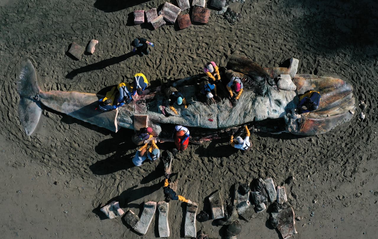 Científicos y voluntarios del Marine Mammal Center y California Academy of Sciences realizan una necropsia a una ballena gris varada en Tiburón, California. Los especialistas están estudiando l
<b>a aparición de siete ballenas grises muertas alrededor de la bahía de San Francisco</b> solo en el último mes, un número alarmante si se considera que normalmente entre 5 y 10 ballenas, de distintas especies, son encontradas cada año.