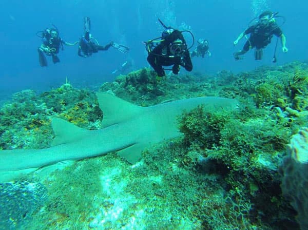 Se llenaron de adrenalina al vivir la experiencia de nadar entre tiburones.