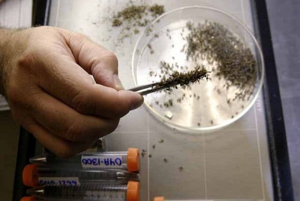 Detectan 25 casos de chikungunya en Nueva Jersey