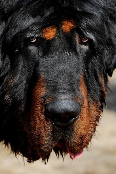 Además es necesario considerar la cantidad de comida que un perro de estas proporciones necesita, sobretodo si se cuenta con un presupuesto limitado.