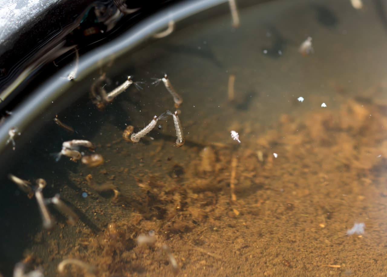 gnats; mosquitoes; larvae,Mosquito larvae in dirty water and young mosquitoes with shell mosquitoes