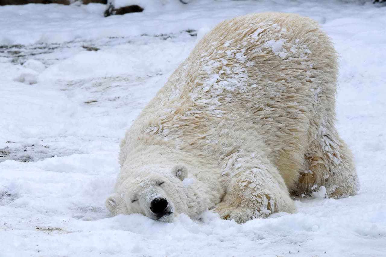 En lo que iba del 2017 no se había registrado nieve mensurable en Chicago, algo que no había sucedido en más de un siglo, y a pesar de los problemas que pueda causar el elemento blanco también es motivo de fiesta.