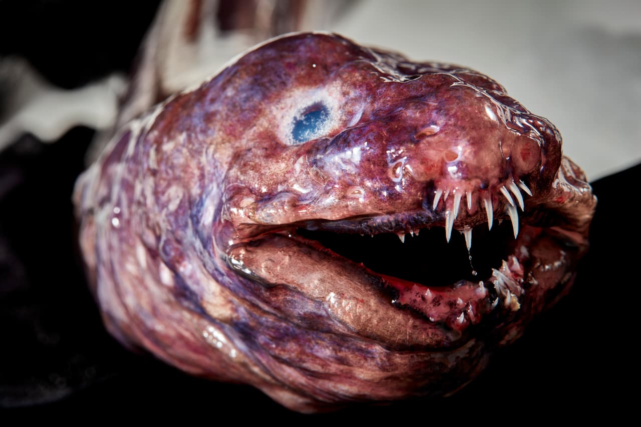 Las anguilas pelícano están cubiertas de piel negra aterciopelada y tienen un órgano ligero en la punta de la cola para atraer presas.