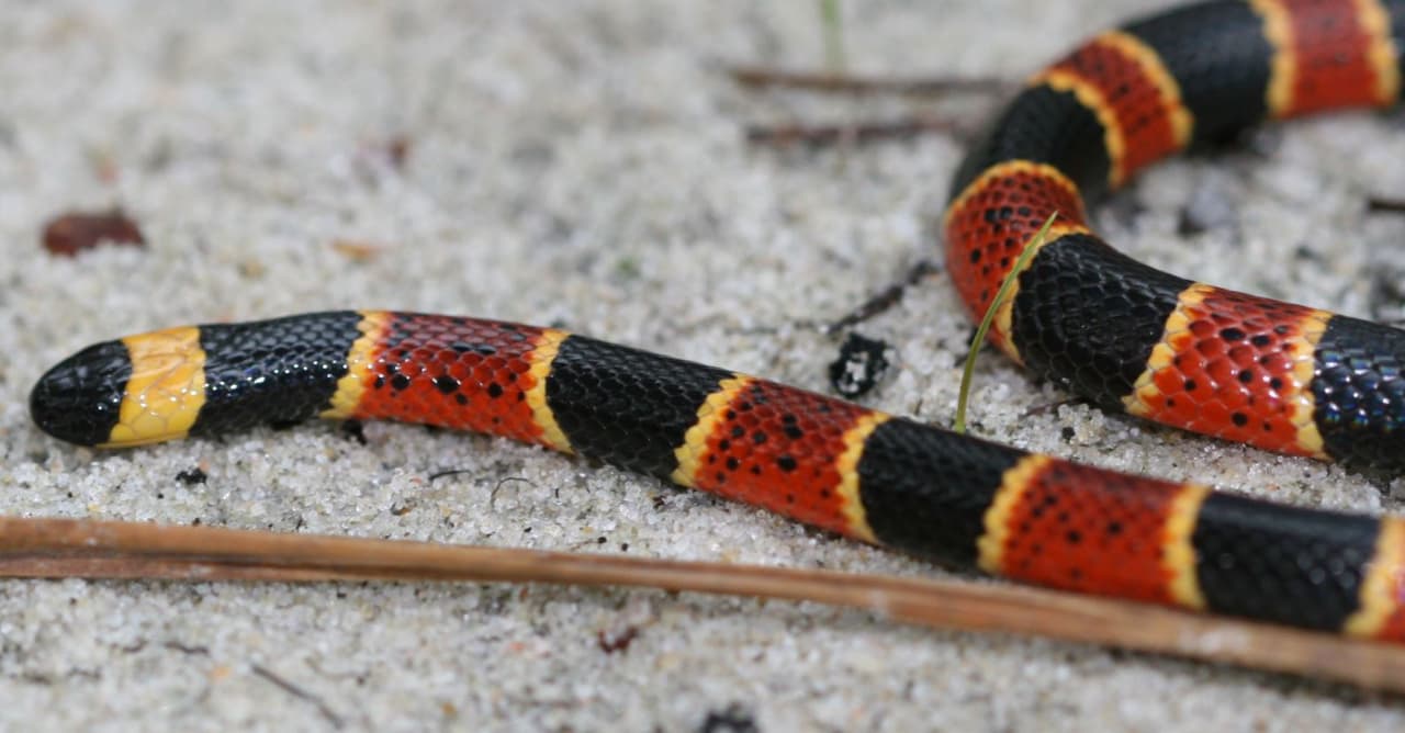 <b>Eastern-coral</b>. La serpiente de coral altamente venenosa toma su nombre de sus colores brillantes, que recuerdan a los que se encuentran en algunas especies de coral. Es el único miembro de la familia de las cobras de Carolina del Norte y la única serpiente con veneno estrictamente neurotóxico. La serpiente de coral tiene escamas lisas y brillantes y anillos alternos de rojo, amarillo y negro rodeando por completo su esbelto cuerpo cilíndrico. Las bandas rojas y negras relativamente anchas están separadas por bandas amarillas estrechas, y las bandas rojas a menudo están salpicadas de negro. La cabeza pequeña tiene un hocico negro seguido de una banda ancha amarilla, y la cola tiene bandas negras y amarillas.