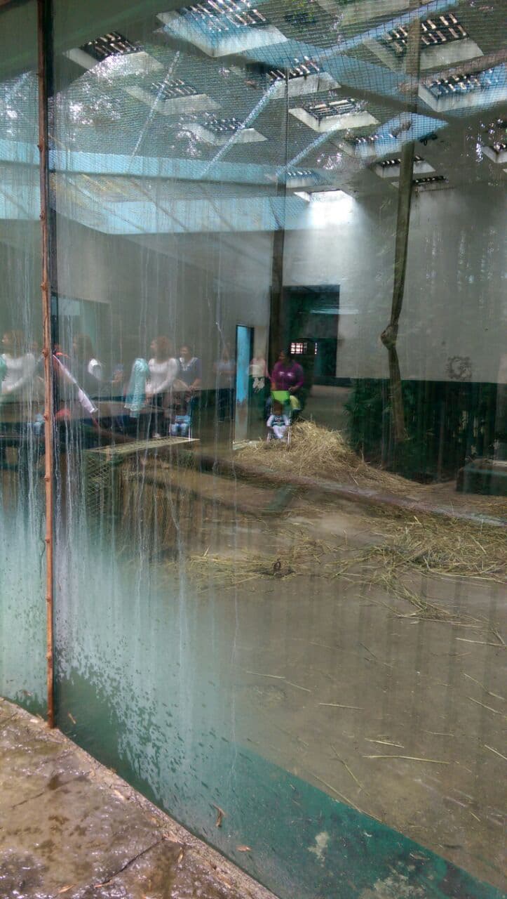 “Este es el estado de los cristales. Cero mantenimiento. Son pesados y gruesos, con herrería oxidada”, observa Marielena Hoyo.