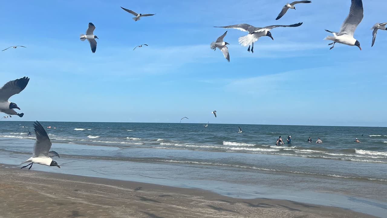 El contacto con las gaviotas es posible aunque se recomienda no darles de comer.
