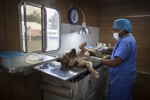 Y ante el anuncio de la liberación de los canes, por confirmarse que no tuvieron relación con los hechos que privaron de la vida a las personas, se espera que los más de 50 perros capturados sean dados en adopción a asociaciones protectoras de animales, así como que se inicie una campaña de esterilización y adopción de perros callejeros.