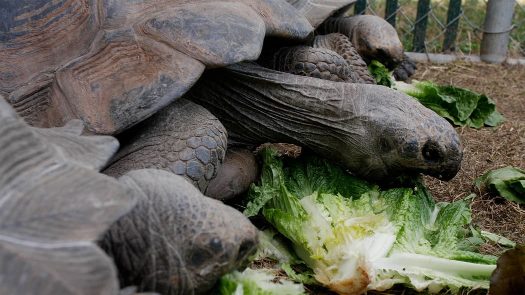 Los interesados pueden asistir al zoológico desde las 9:00 am. Los boletos para adultos cuestan alrededor de $32 mientras que para los menores de 12 años están en $26.