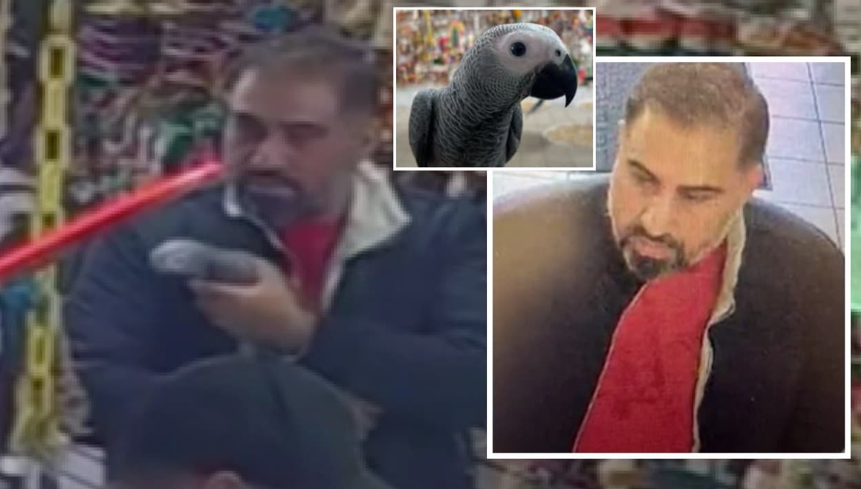 Difunden imagen del sospechoso del robo de 'Baby', un loro gris africano conocido en Lake Forest 