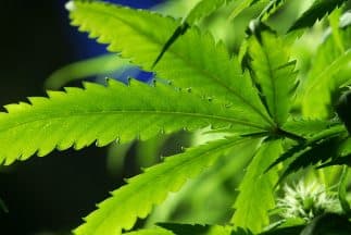 Chapos, chapitos y mariguaneros