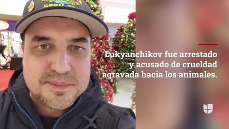 Lukyanchikov fue arrestado y acusado de crueldad animal agravada, disparar un arma de fuego en una estructura habitada y otros delitos relacionados. Fue enviado a la Correccional del Condado de Bucks con una fianza de $ 1 millón.