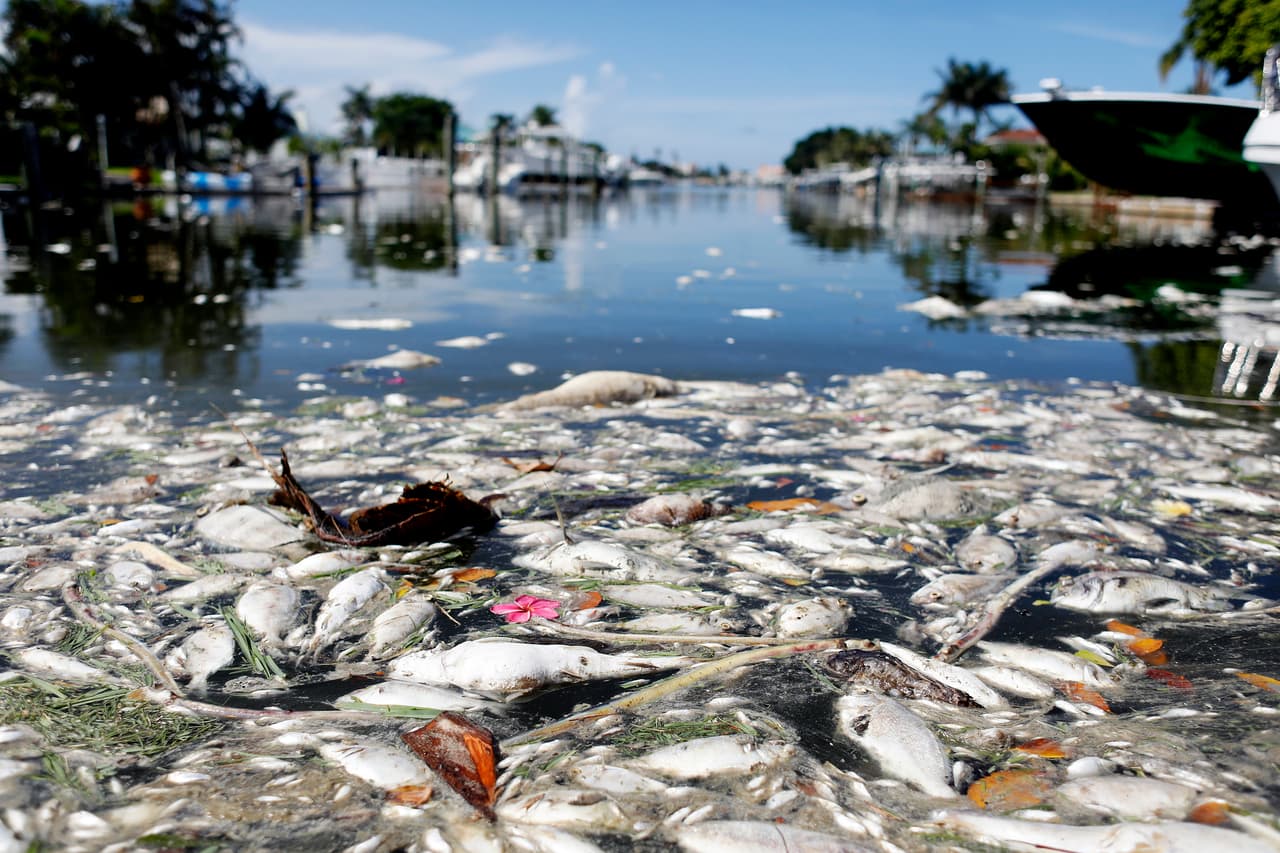 Toneladas de peces muertos han aparecido muertos en las playas del oeste de Florida y la Bahía de Tampa, por causa de la marea roja. 
<br>