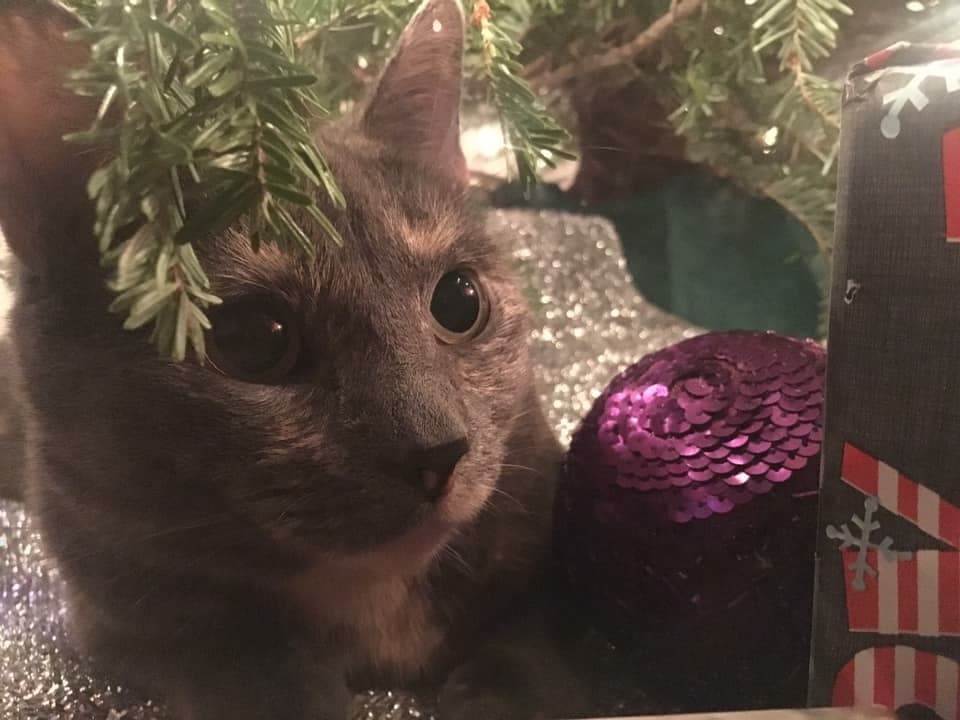 Desaparecen entre… cualquier espacio que le parezca: Oscuro, ropa mullida, calor... Los ingredientes necesarios para crear un ambiente de lo más propicio para echar una cabezadita. Los gatos 
<b>adoran los armarios</b>, si te dejas uno abierto revísalo antes de volver a cerrarlo. Les fascinan los adornos brillantes como el árbol de Navidad. Si no lo encuentras, busca debajo. 
<br>