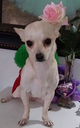 Blanca es consentida de Norma Martínez.