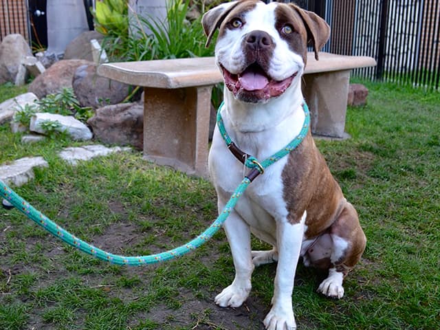 Este sábado puedes adoptar una mascota gratis en el condado de Los Ángeles