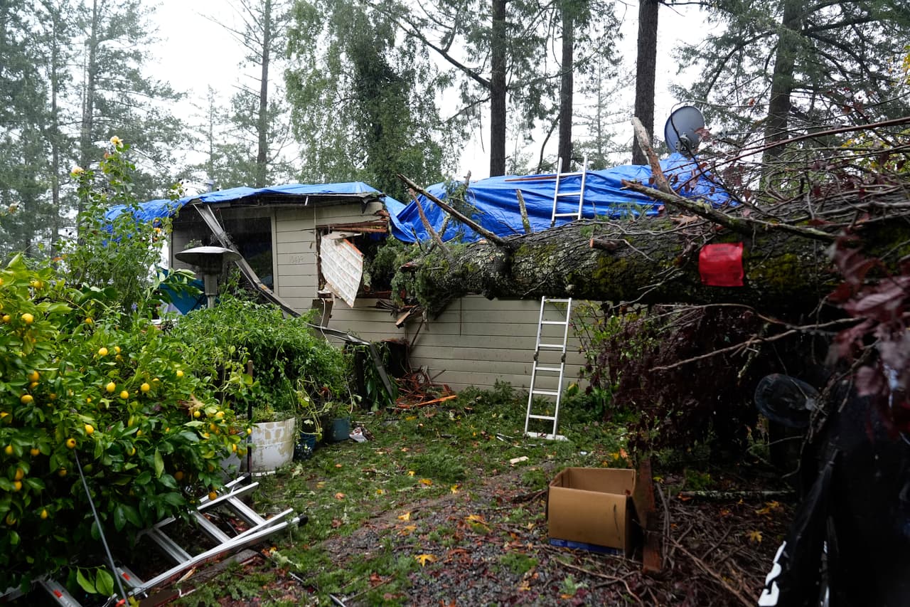Un árbol caído cae sobre una propiedad durante una tormenta, el jueves 21 de noviembre de 2024, en Forestville, California.