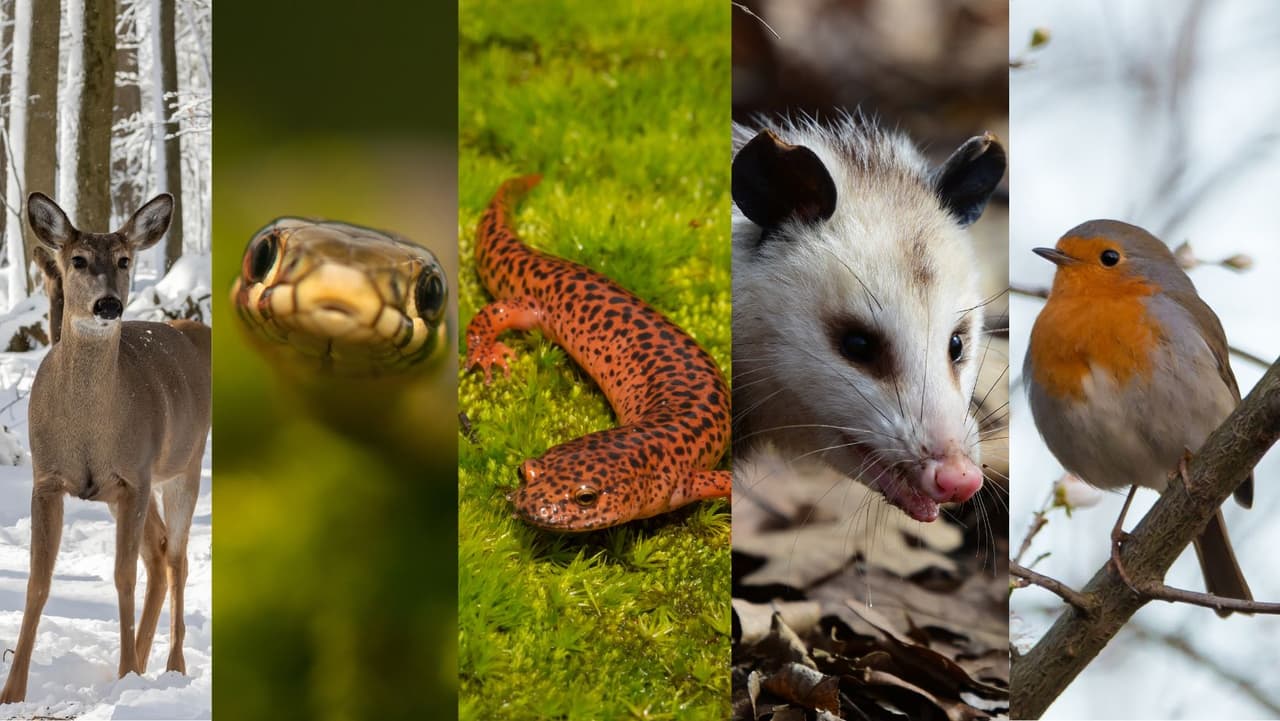 ¿Sabes cuál es el animal más común en Pensilvania? Te vas a sorprender