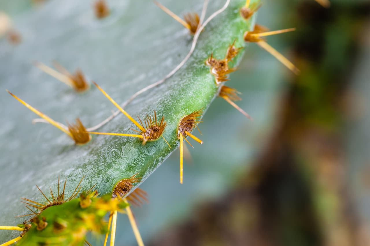 De acuerdo a la nutrigenómica (estudia los mecanismos de acción de los nutrientes en el organismo), el nopal es un alimento funcional: brinda beneficios directos sobre la salud, más allá de su contenido nutricional.
<br>