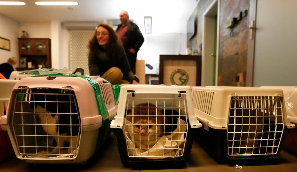 Desde el comienzo de la invasión, ADA ha podido evacuar a Polonia más de 300 animales que habían llegado a Lviv desde el este de Ucrania. En su instalación, los animales son sometidos a cuarentena, también son vacunados, registrados y algunos tratados por heridas y deshidratación. Mira también: 
<a href="https://www.univision.com/noticias/mundo/guerra-rusia-ucrania-prisioneros-de-guerra">Prisioneros de guerra, una munición contra la moral rusa.</a>