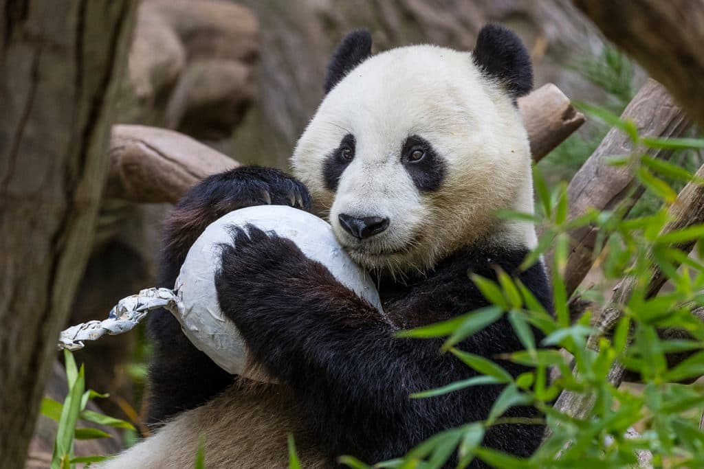 Durante los últimos 25 años, los científicos conservacionistas locales pudieron concientizar sobre la difícil situación de los pandas en su hábitat nativo. Y compartir sus experiencias con sus colegas en el centro de conservación e investigación en China, alcanzando el resurgir de la especie.