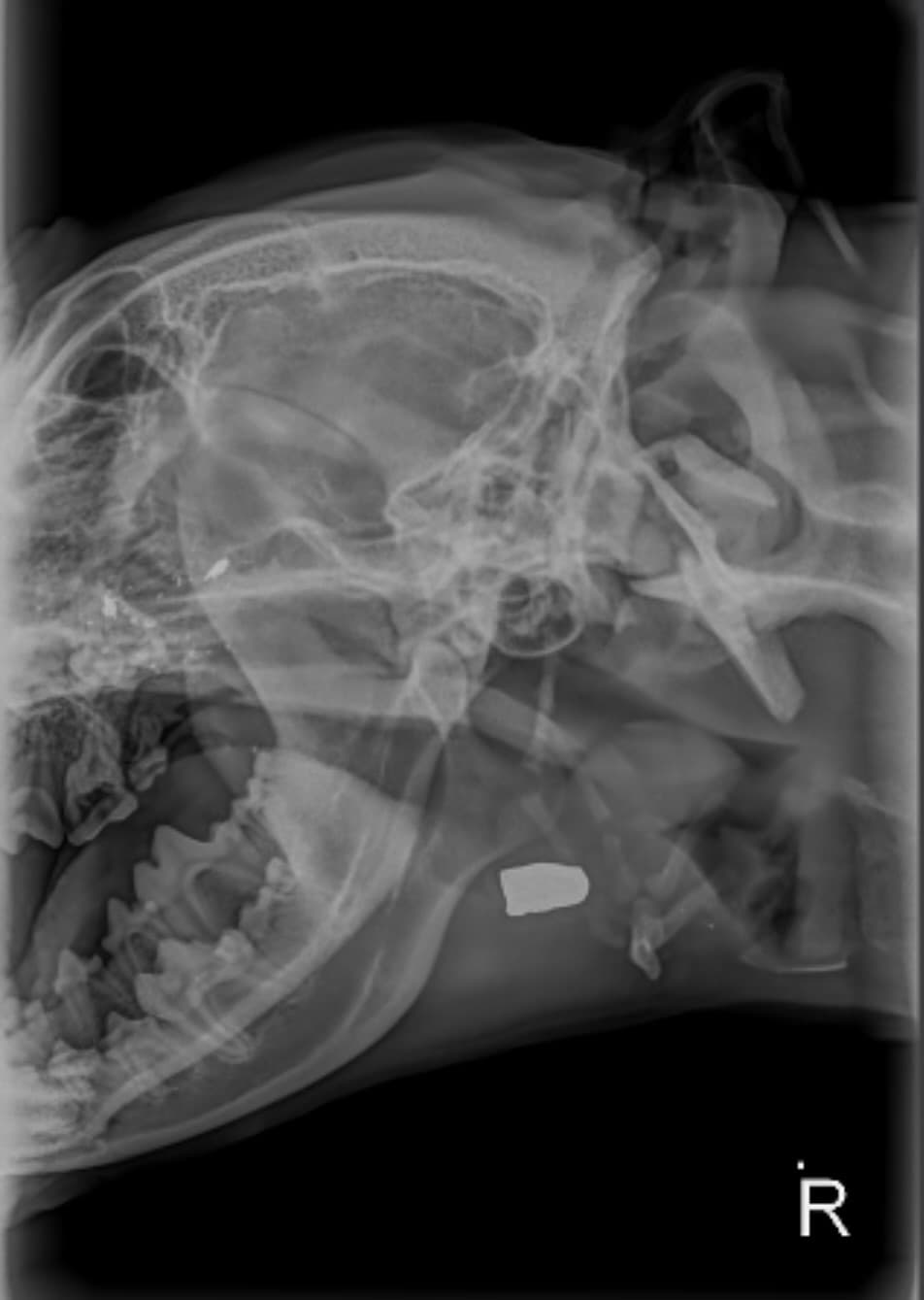 Ahora, la entidad solicita ayuda del público para dar con el responsable de lo que, por el momento, se investiga como un caso de presunta crueldad animal. De acuerdo con la normativa local, 
<b><a href="https://code.dccouncil.gov/us/dc/council/code/sections/22-1001" target="_blank">las personas encontradas culpables de crueldad animal pueden recibir una pena de hasta cinco años de cárcel, una multa de hasta US$25.000 o ambas.</a></b>