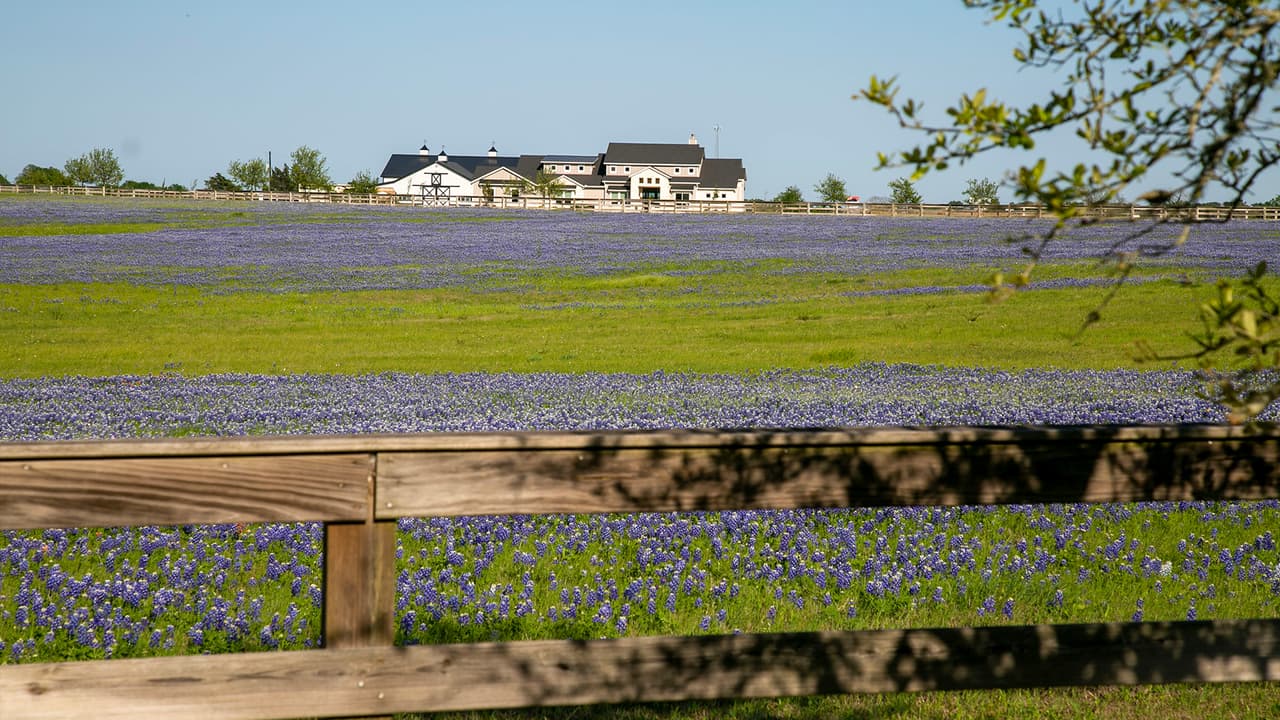 <b>Burnet:</b> esta es la ciudad conocida como la "Capital Bluebonnet de Texas". Cada abril hay un festival de bluebonnet allí. Burnet también es parte de Texas Hill Country Wildflower Trail.